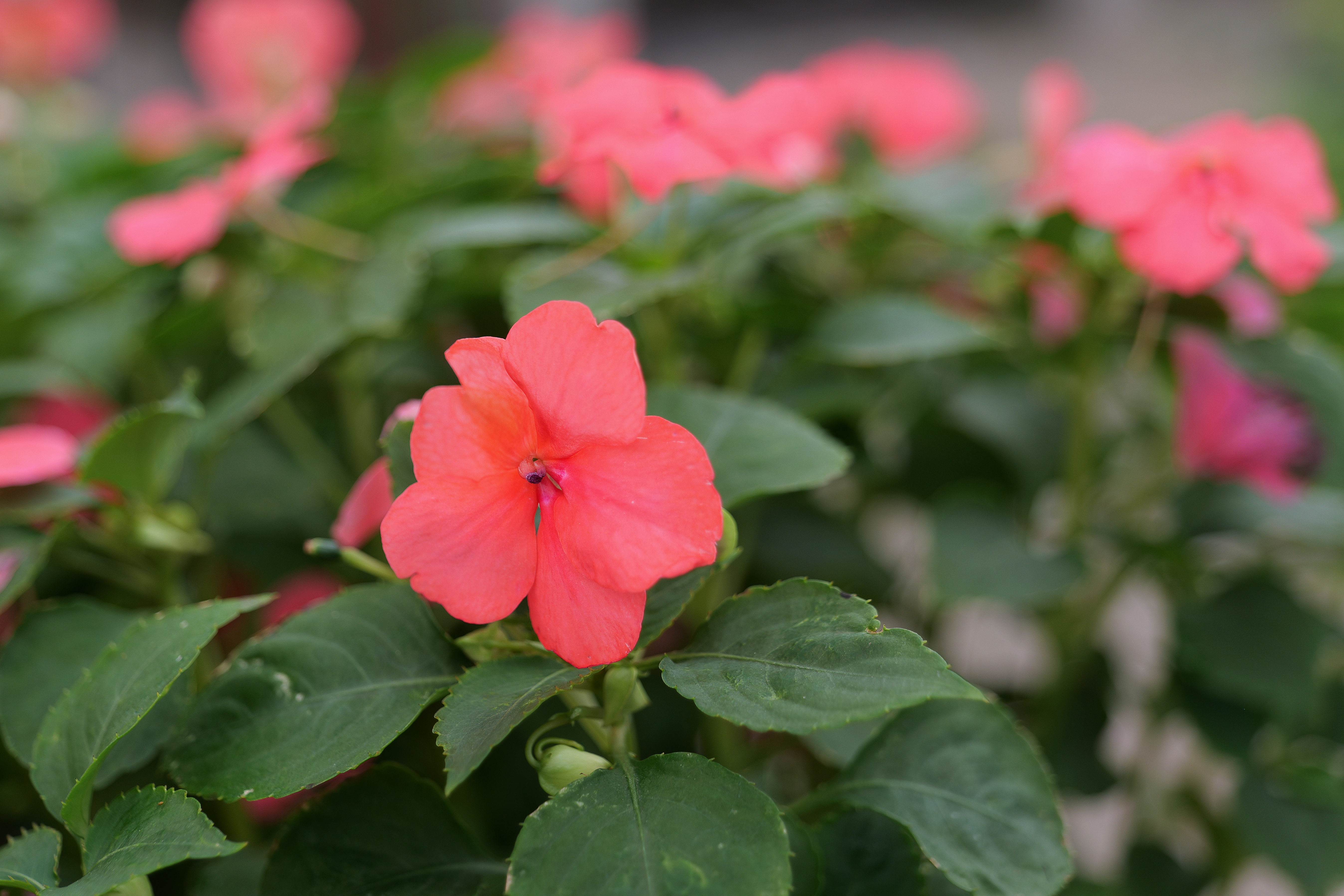 Plant with green leaves and pink flowers
